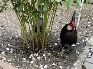 Bantam negru găinușe -import  - imagine 2