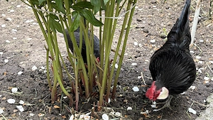 Bantam negru găinușe -import  - imagine 4