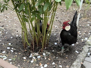 Bantam negru găinușe -import  - imagine 3