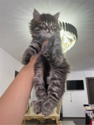 Maine Coon 