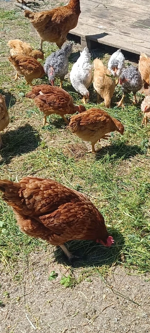 Vând pui de țară!!