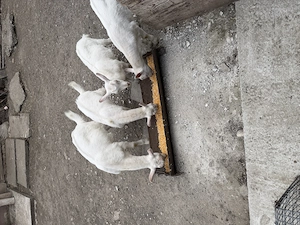 Vând Țapi rasa Sanen 
