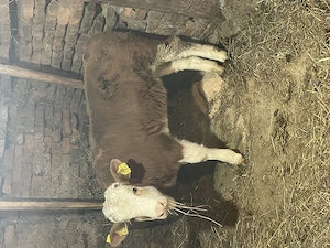 Vând vițea din mama foarte bună de lapte! - imagine 3