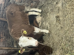 Vând vițea din mama foarte bună de lapte! - imagine 2
