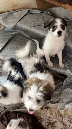 Adoptie - pui de catel , talie mica  - imagine 3