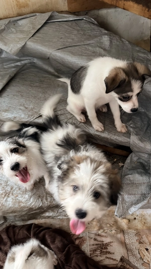 Adoptie - pui de catel , talie mica  - imagine 2