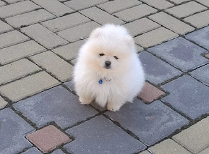 pomeranian talie mică