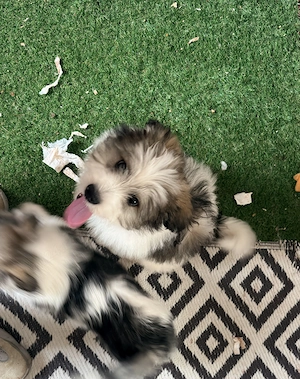 Adoptie - pui de catel , talie mica  - imagine 4