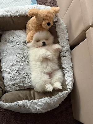 pomeranian talie mică - imagine 2