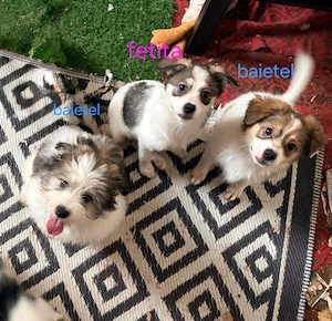 Adoptie - pui de catel , talie mica 