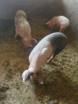 grăsunii de vânzare 