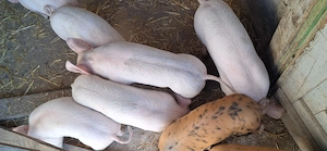 Purcei duroc cu marele alb 