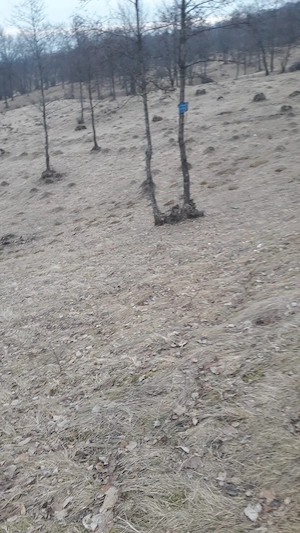 teren intravilan 1.2 ha, Budești - Cavinc, Maramureș  - imagine 4