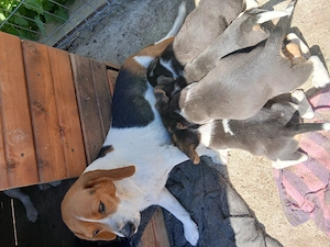 Vand 4 catei  beagle  - imagine 2
