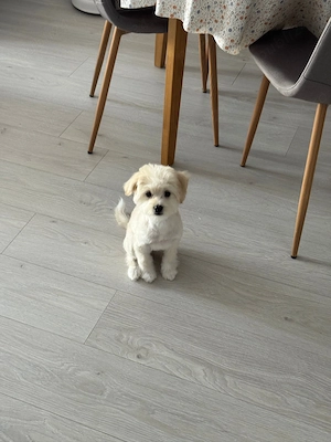 Bichon Maltez fetita - imagine 3