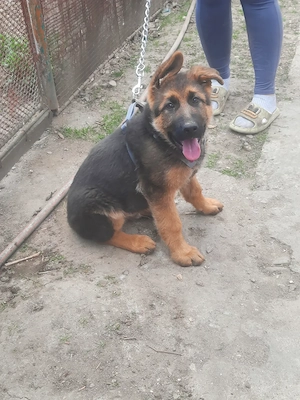Catel Ciobanesc German