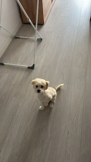 Bichon Maltez fetita - imagine 2