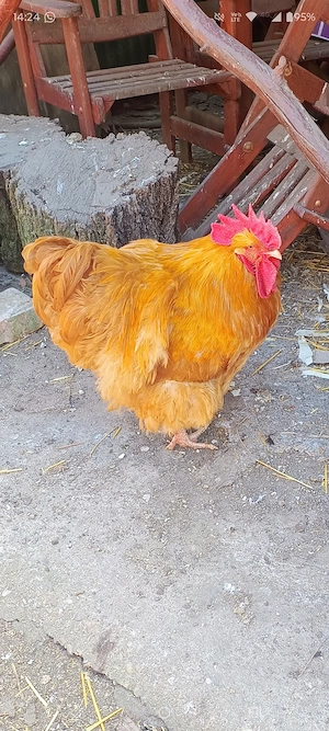 Cocos Orpington
