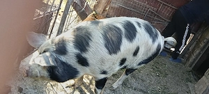 Vand porci 
