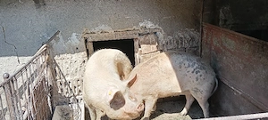 Vand porci  - imagine 2