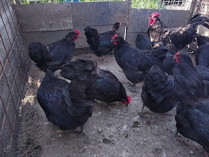 Pui australorp negru vaccinati si imunizati - imagine 4