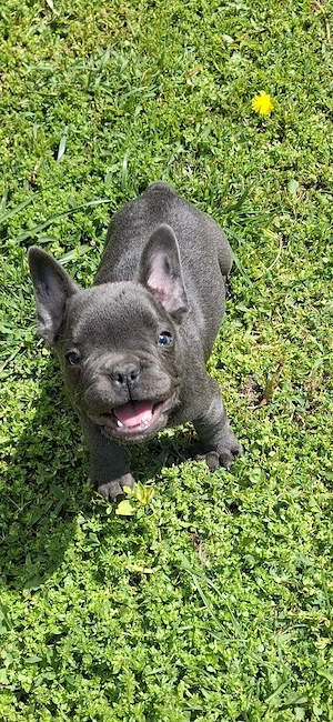 Buldogei francezi 