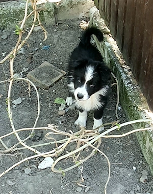 Border Collie de vânzare !  - imagine 5