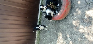 Border Collie de vânzare !  - imagine 2