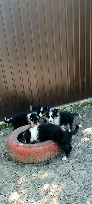Border Collie de vânzare !  - imagine 4