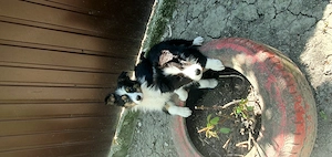 Border Collie de vânzare ! 