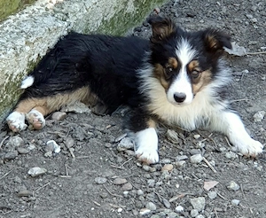 Border Collie de vânzare !  - imagine 3