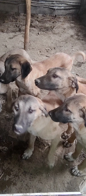 Pui Femele Kangal - imagine 2