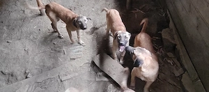 Pui Femele Kangal