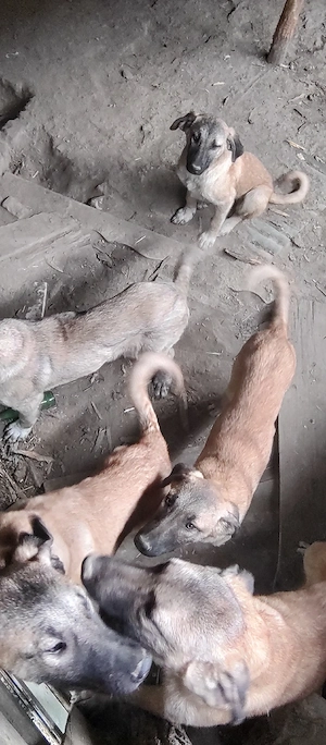 Pui Femele Kangal - imagine 4
