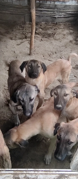 Pui Femele Kangal - imagine 3