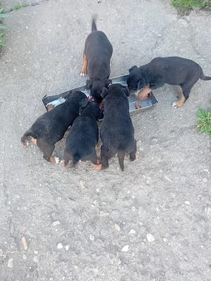 Catei jagd terrieri