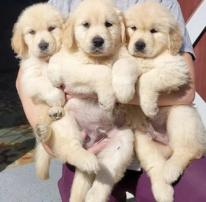 Golden Retriever 