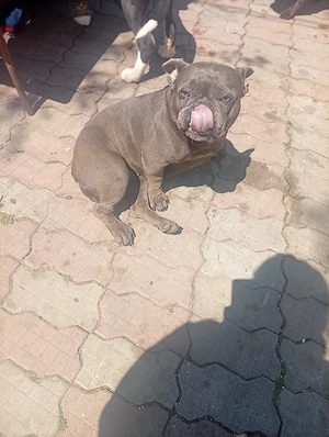 American Bully  - imagine 5