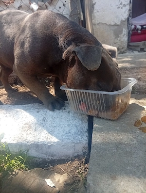 American Bully  - imagine 4