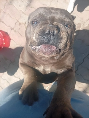American Bully  - imagine 2