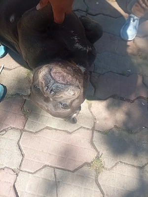 American Bully  - imagine 3