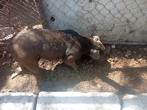 American Bully 