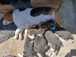 Vand 4 catei  beagle  - imagine 3
