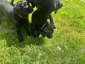 Labrador retriever