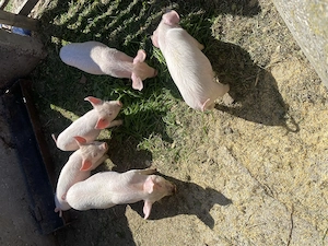 5 purcei de vânzare inf tel  