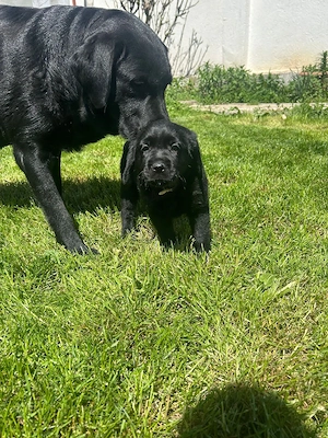Labrador retriver 