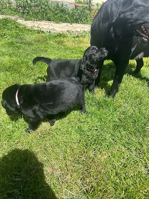 Labrador retriver  - imagine 2