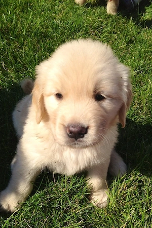Golden Retriever 