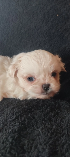 Shih tzu fetita  - imagine 2
