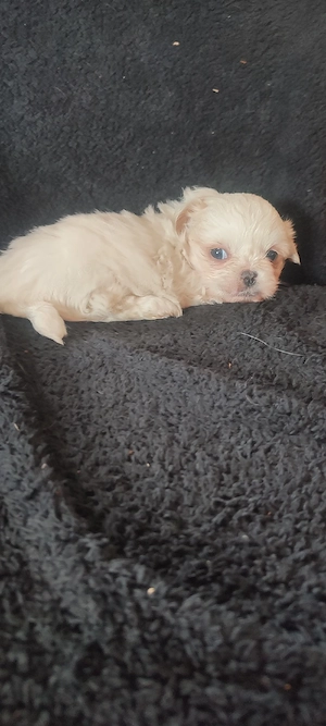 Shih tzu fetita  - imagine 5